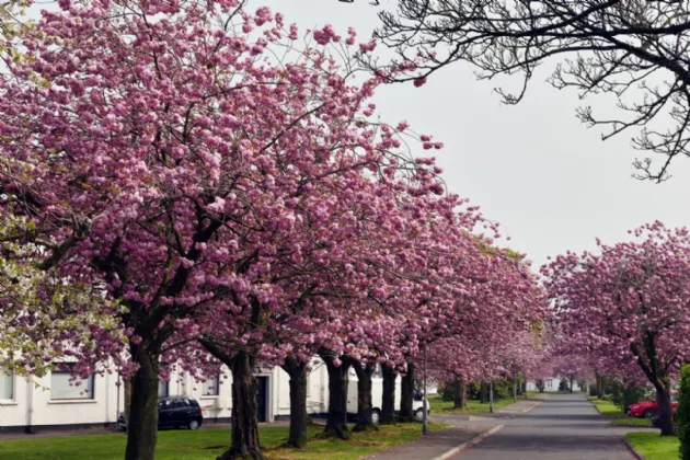 428 Merville Garden Village, Newtownabbey, County Antrim, BT37 9TX